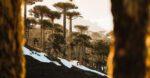 andreu lacondeguy, lost in chile